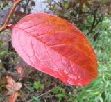 Stewartia ovata