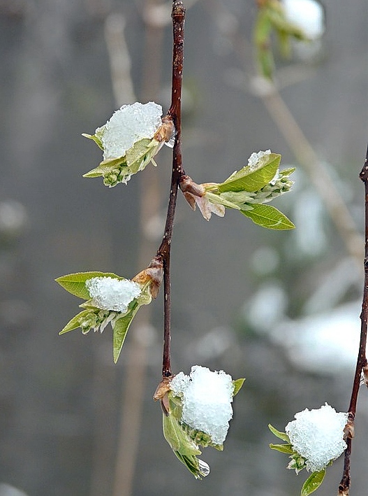 Image of genus Padus specimen.