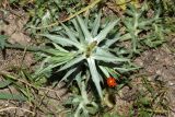 Eryngium caeruleum. Поврежденное растение с жуком Семиточечная коровка (Coccinella septempunctata). Узбекистан, Самаркандская обл., Ургутский р-н, глинисто-песчаная почва с примесью мелких камней. 08.05.2022.