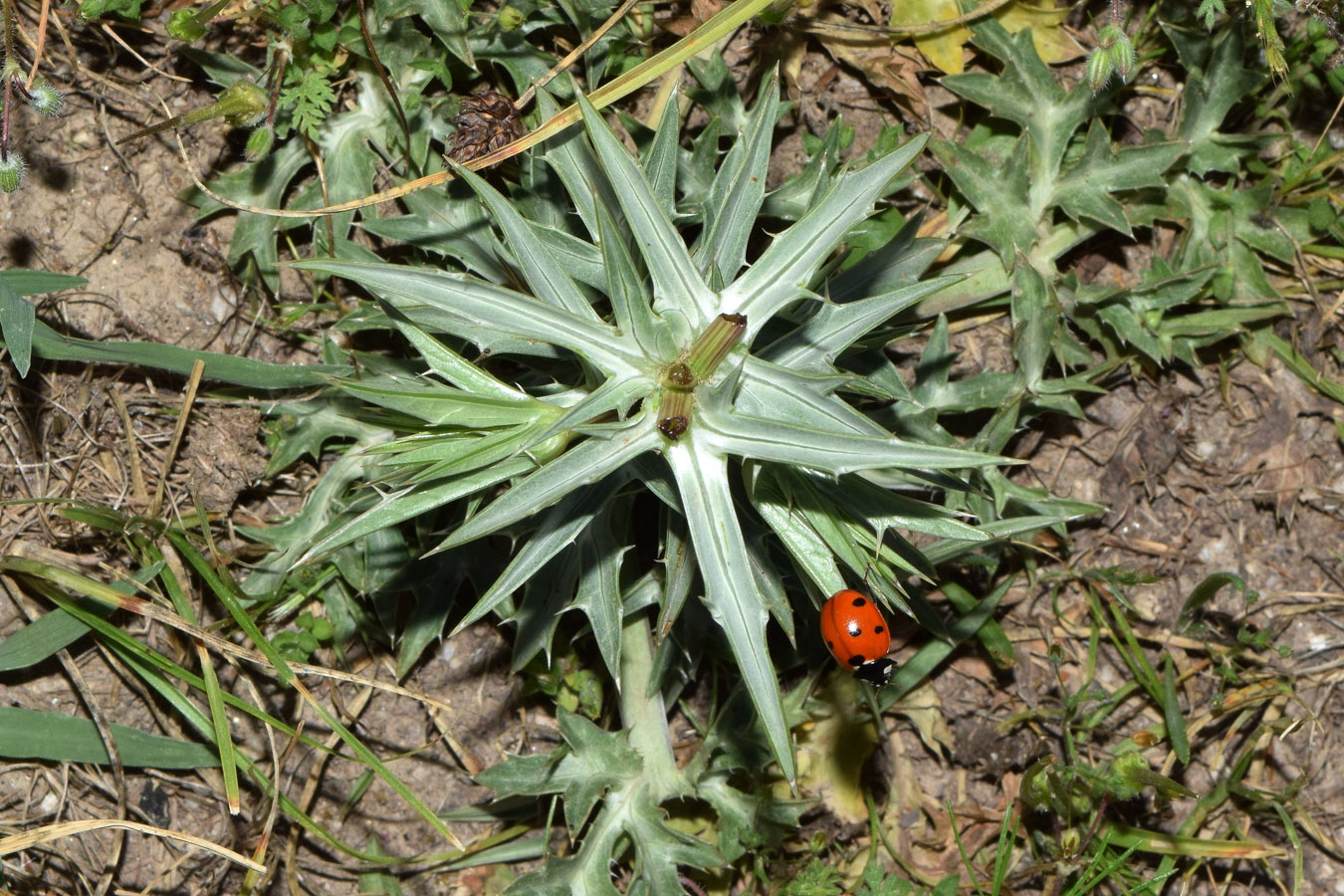 Изображение особи Eryngium caeruleum.