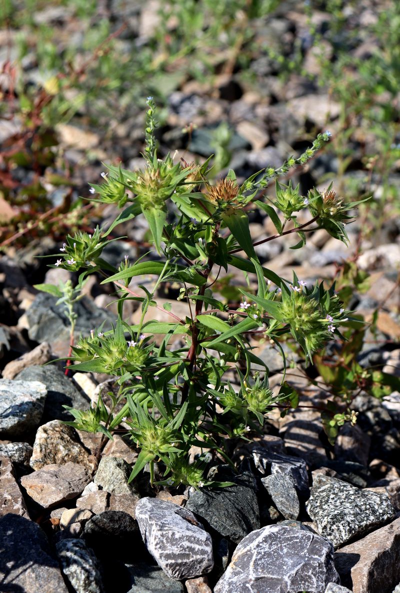 Image of Collomia linearis specimen.