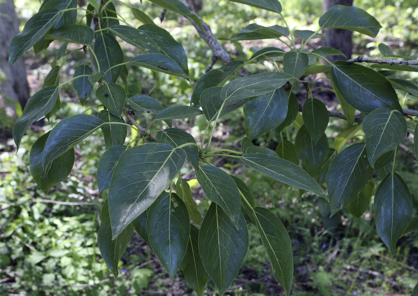 Image of genus Populus specimen.