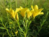 Linum flavum. Верхушка побега с соцветием. Татарстан, Новошешминский р-н, окр. пос. Совхоз «Красный Октябрь», памятник природы \"Склоны Коржинского\". 10.07.2022.