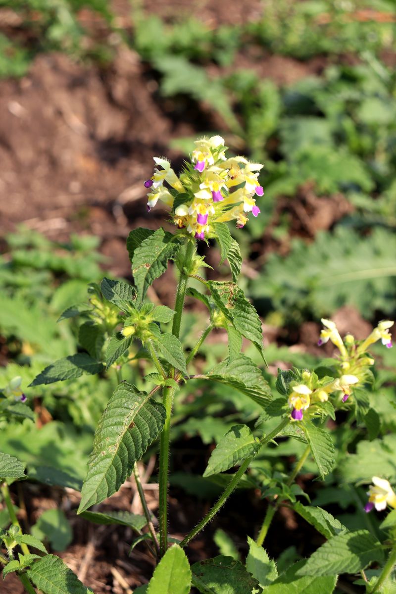 Image of Galeopsis speciosa specimen.