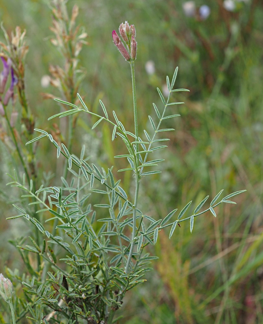 Image of Astragalus varius specimen.