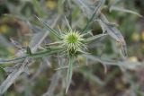 Cirsium