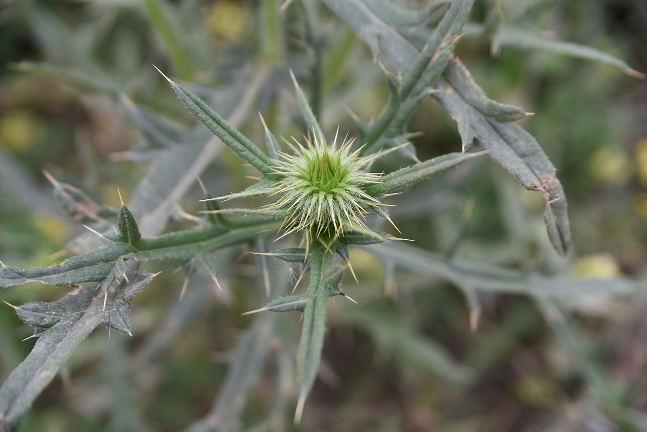 Изображение особи род Cirsium.