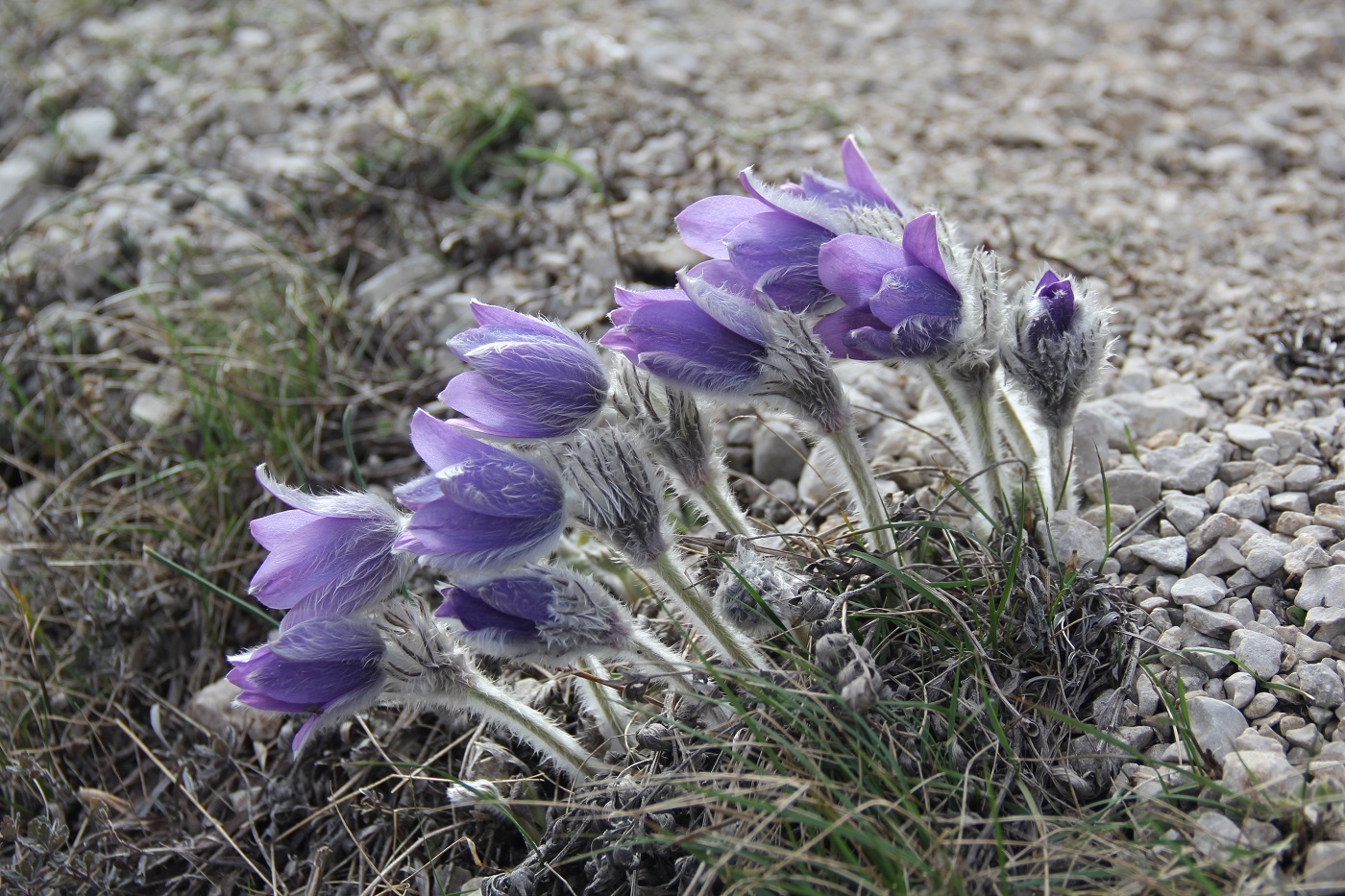 Изображение особи Pulsatilla taurica.