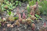 Orostachys malacophylla. Растения с развивающимися цветоносами. Приморье, Лазовский р-н, окр. бух. Петрова, песчаная насыпь на бетонном укреп. сооружении, берег моря. 31.08.2022.