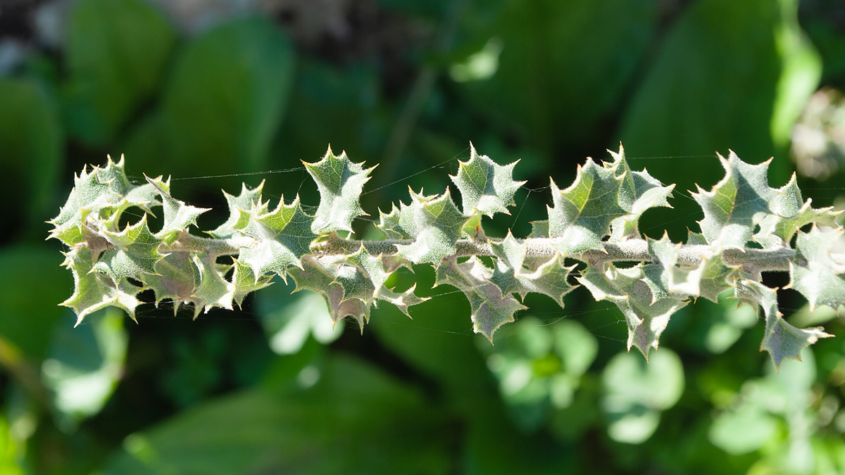 Image of genus Quercus specimen.