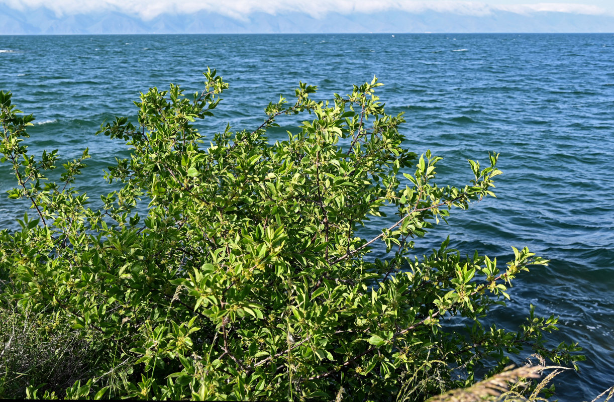 Изображение особи Rhamnus cathartica.