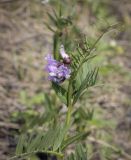 Vicia sepium
