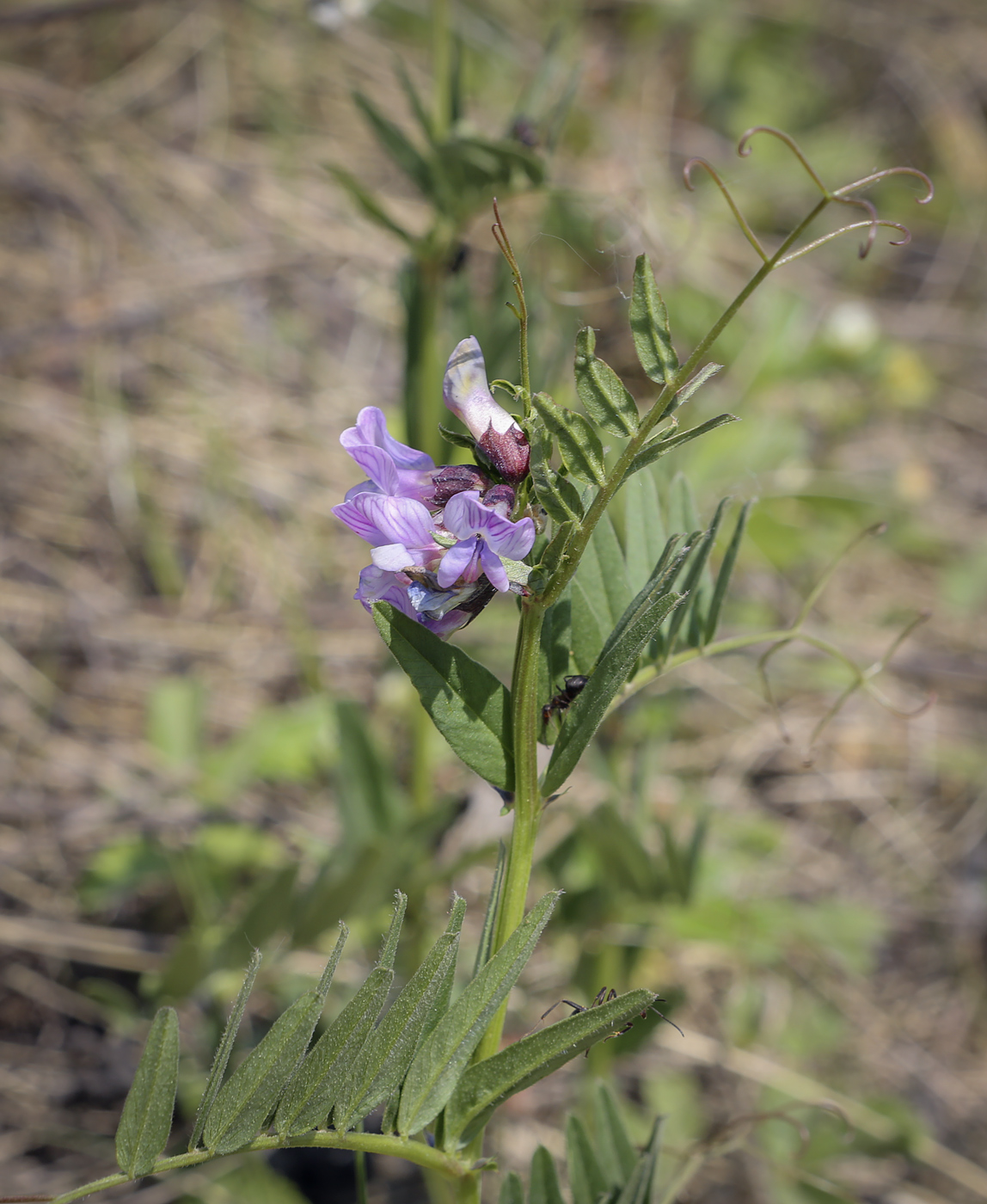 Изображение особи Vicia sepium.