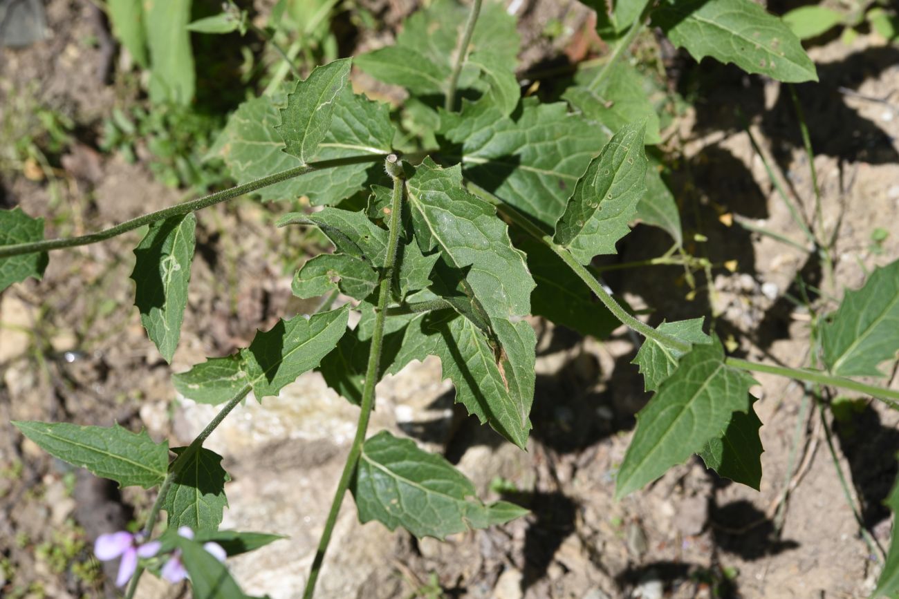 Image of Hesperis matronalis specimen.