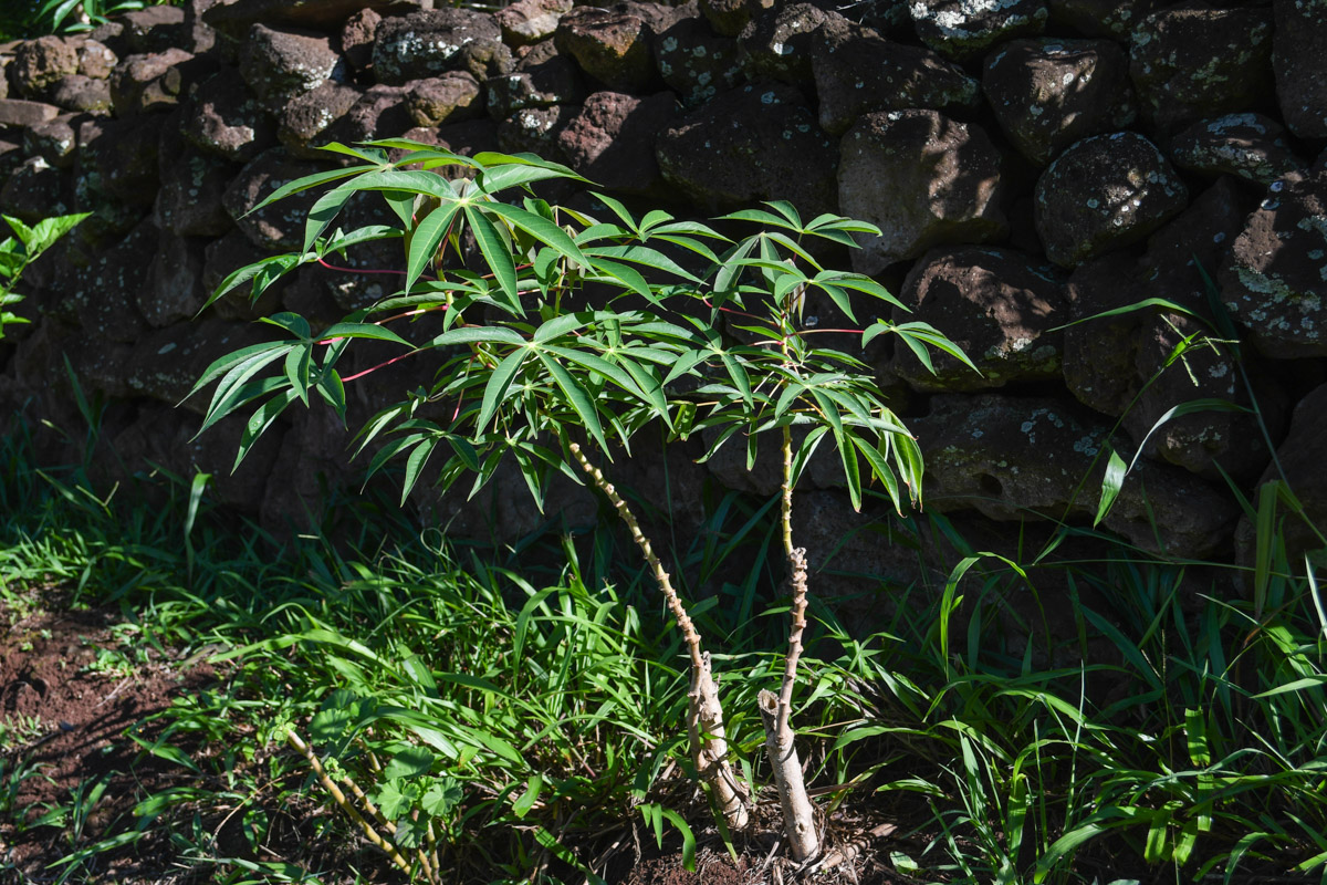 Image of Manihot esculenta specimen.