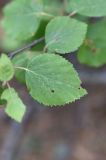 Betula pubescens