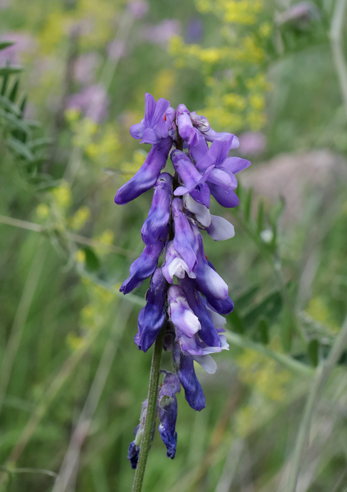 Image of Vicia grossheimii specimen.