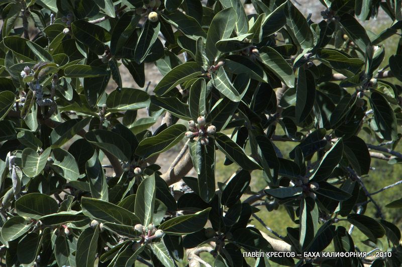 Image of Ficus palmeri specimen.