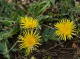 род Taraxacum. Соцветия. Челябинская обл., Кизильский р-н, окр. с. Богдановское, долина р. Урал, травянистая береговая терраса. 8 мая 2023 г.