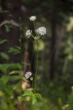 Astrantia pontica. Верхушка побега с соцветиями. Республика Адыгея, плато Лаго-Наки, верховья р. Цица, ок. 1700 м н.у.м., сосновый лес на границе с субальпийским лугом. 13.08.2023.