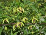 Clematis serratifolia. Цветки и листья. Луганская народная республика, г. Луганск, ж. д. 10.09.2023.