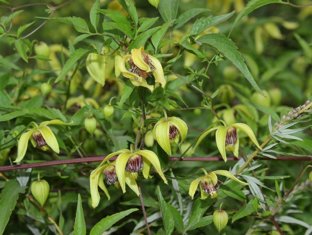 Image of Clematis serratifolia specimen.