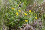 Potentilla erecta. Цветущее растение с кормящимися мухами. Мурманская обл., Кольский р-н; окраина мелколиственного леса, обочина старой заброшенной дороги. 11.07.2023.