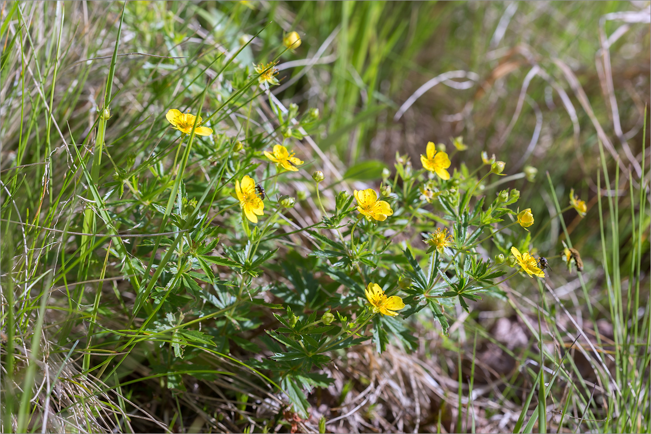 Изображение особи Potentilla erecta.