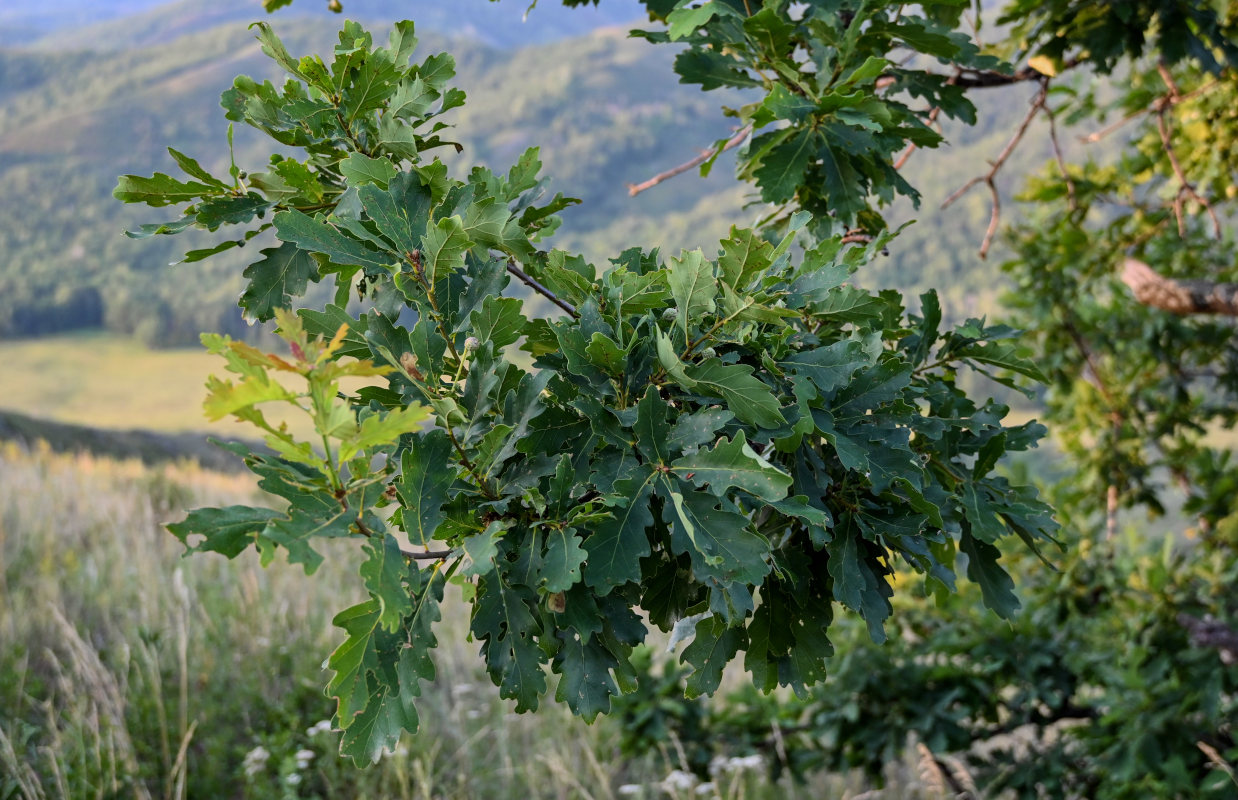 Image of Quercus robur specimen.