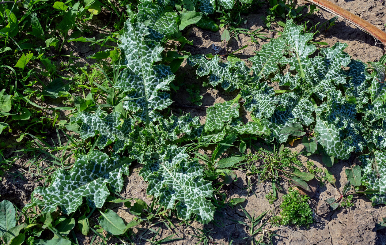 Image of Silybum marianum specimen.