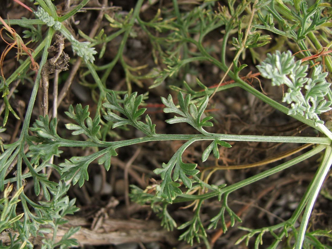 Image of Artemisia arenaria specimen.