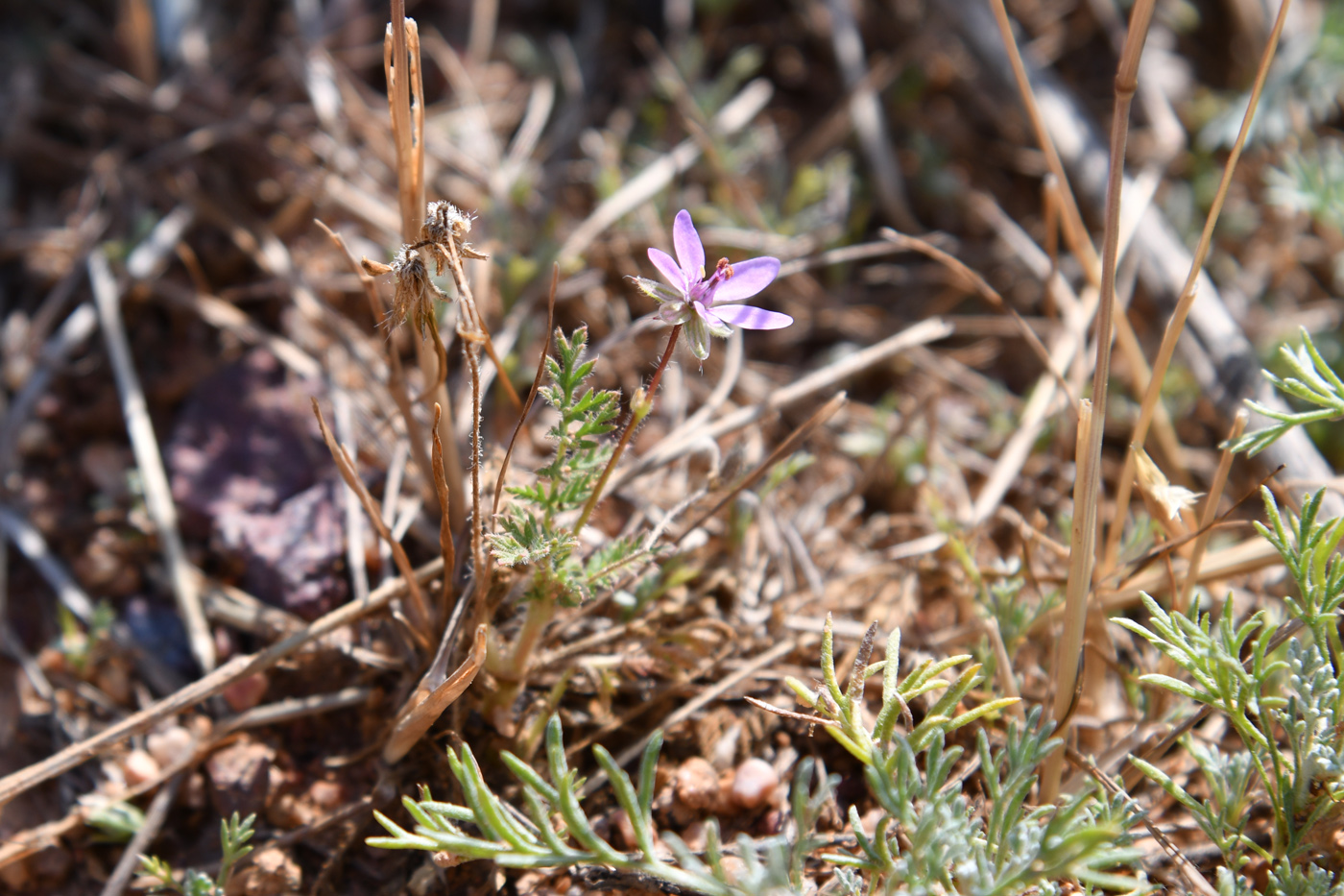 Изображение особи Erodium cicutarium.