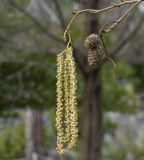 Alnus orientalis