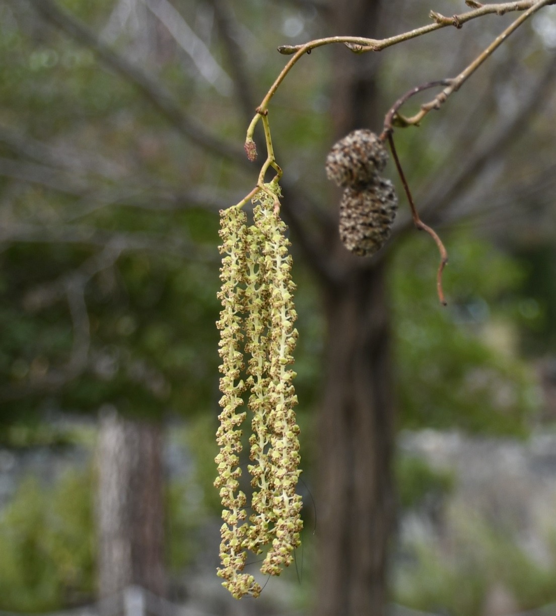 Изображение особи Alnus orientalis.