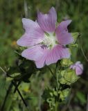 Malva thuringiaca