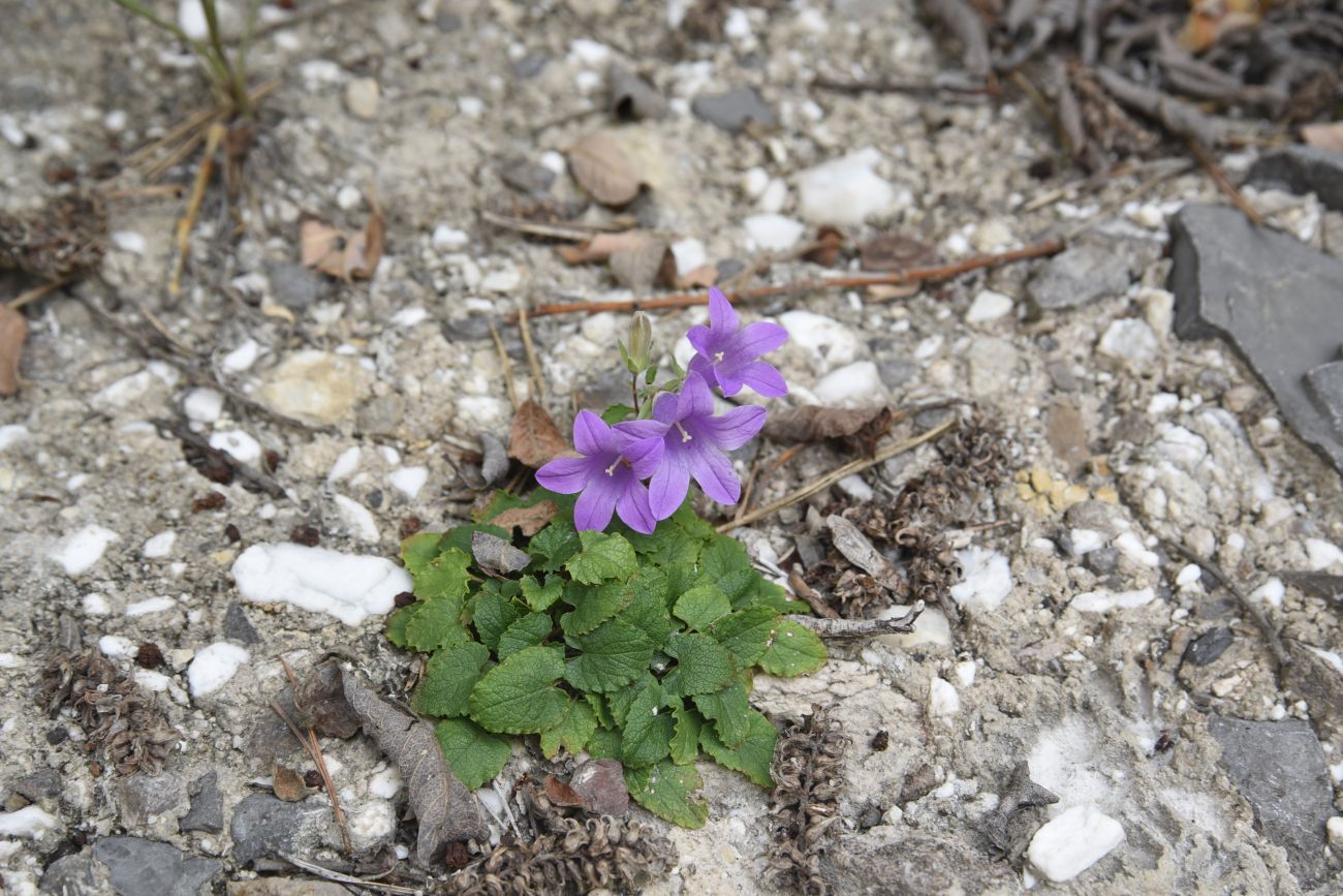 Изображение особи Campanula andina.
