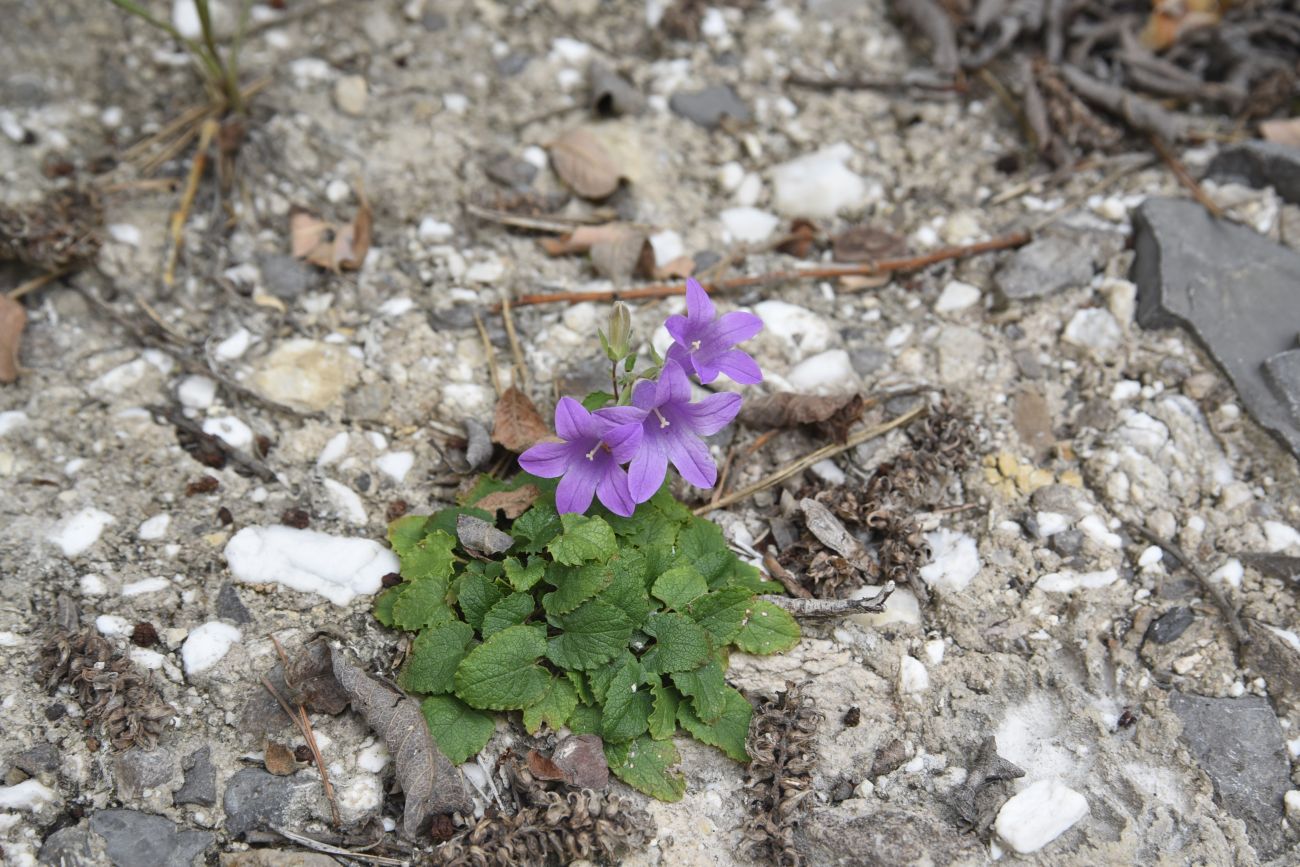 Image of Campanula andina specimen.