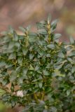 Buxus colchica