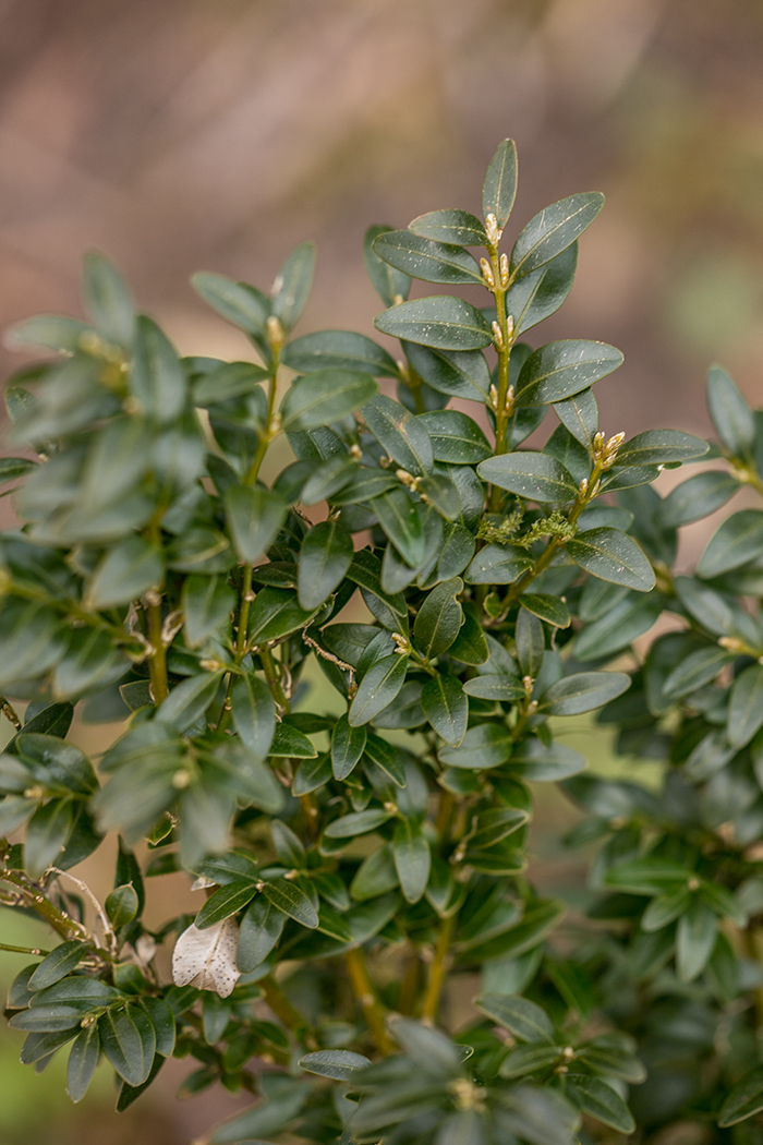 Image of Buxus colchica specimen.