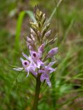 Dactylorhiza fuchsii. Соцветие. Московская обл., Талдомский р-н, окр. пгт Запрудня, смешанный лес. 25.06.2023.