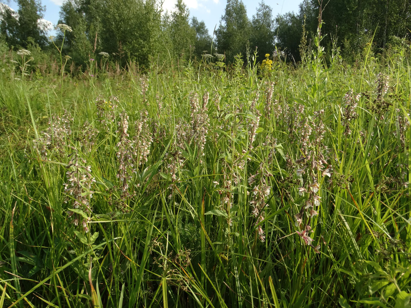 Изображение особи Epipactis palustris.