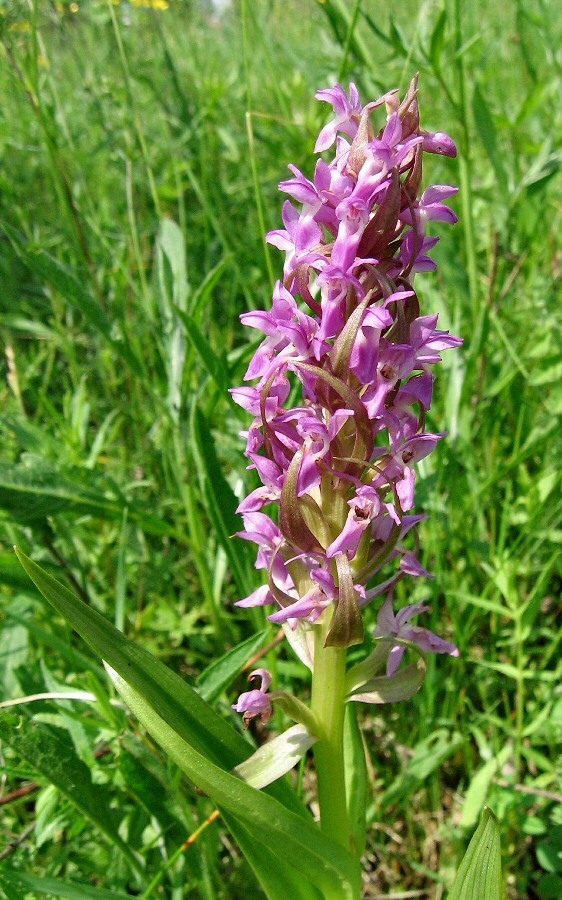 Изображение особи Dactylorhiza incarnata.