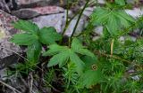 Astrantia trifida