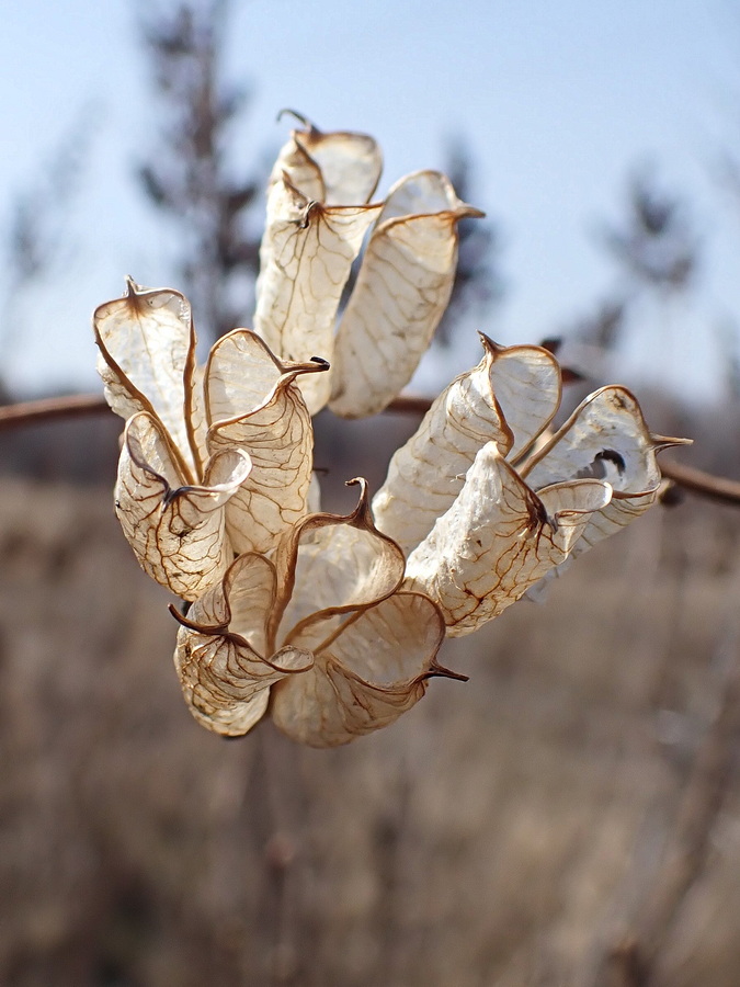 Image of Aconitum sczukinii specimen.