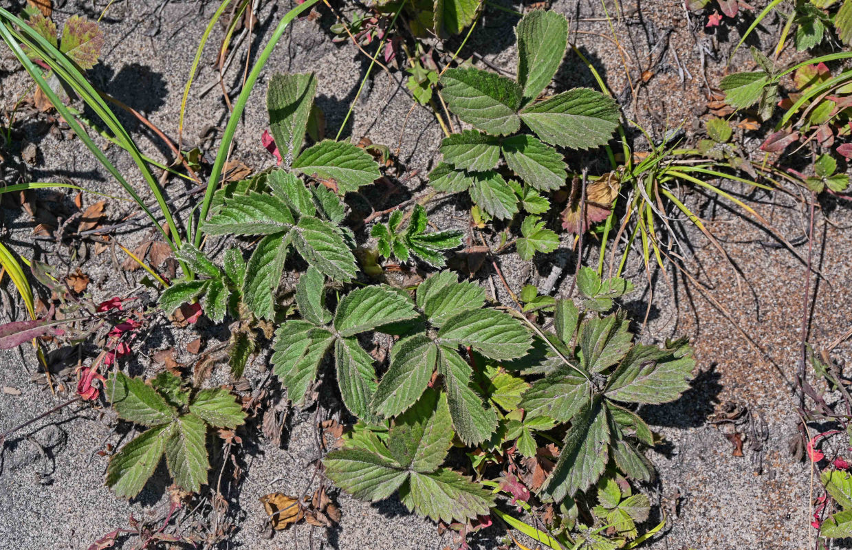 Image of Potentilla sprengeliana specimen.