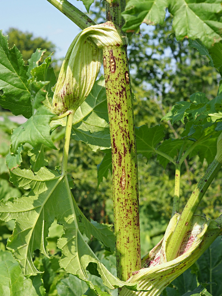 Image of Heracleum sosnowskyi specimen.