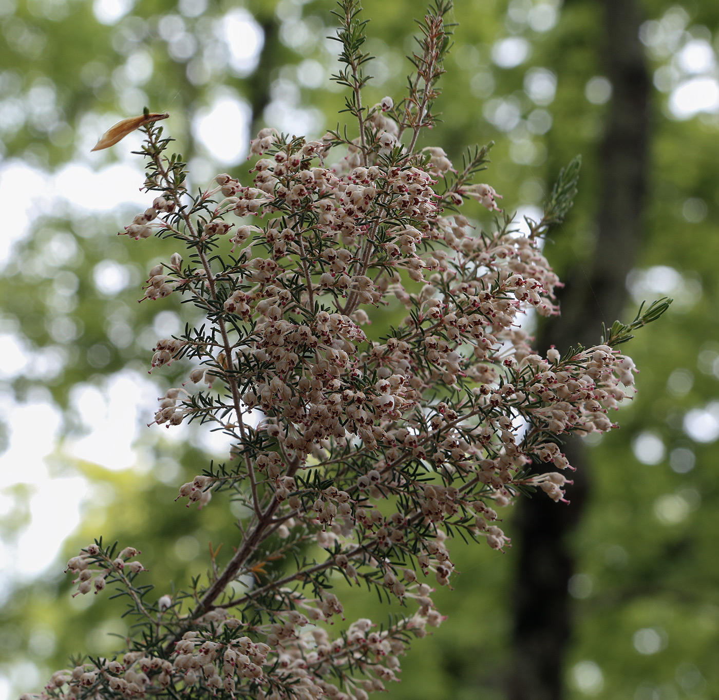 Image of Erica arborea specimen.