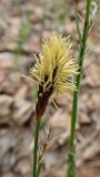 Carex pilosa. Мужское соцветие. Хабаровский край, окр. г. Комсомольск-на-Амуре, смешанный лес. 11.05.2024.