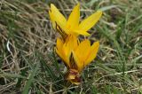 Crocus angustifolius. Цветки. Крым, Симферопольский р-н, окр. села Кизиловое, луг. 19.02.2024.