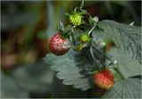 Fragaria vesca